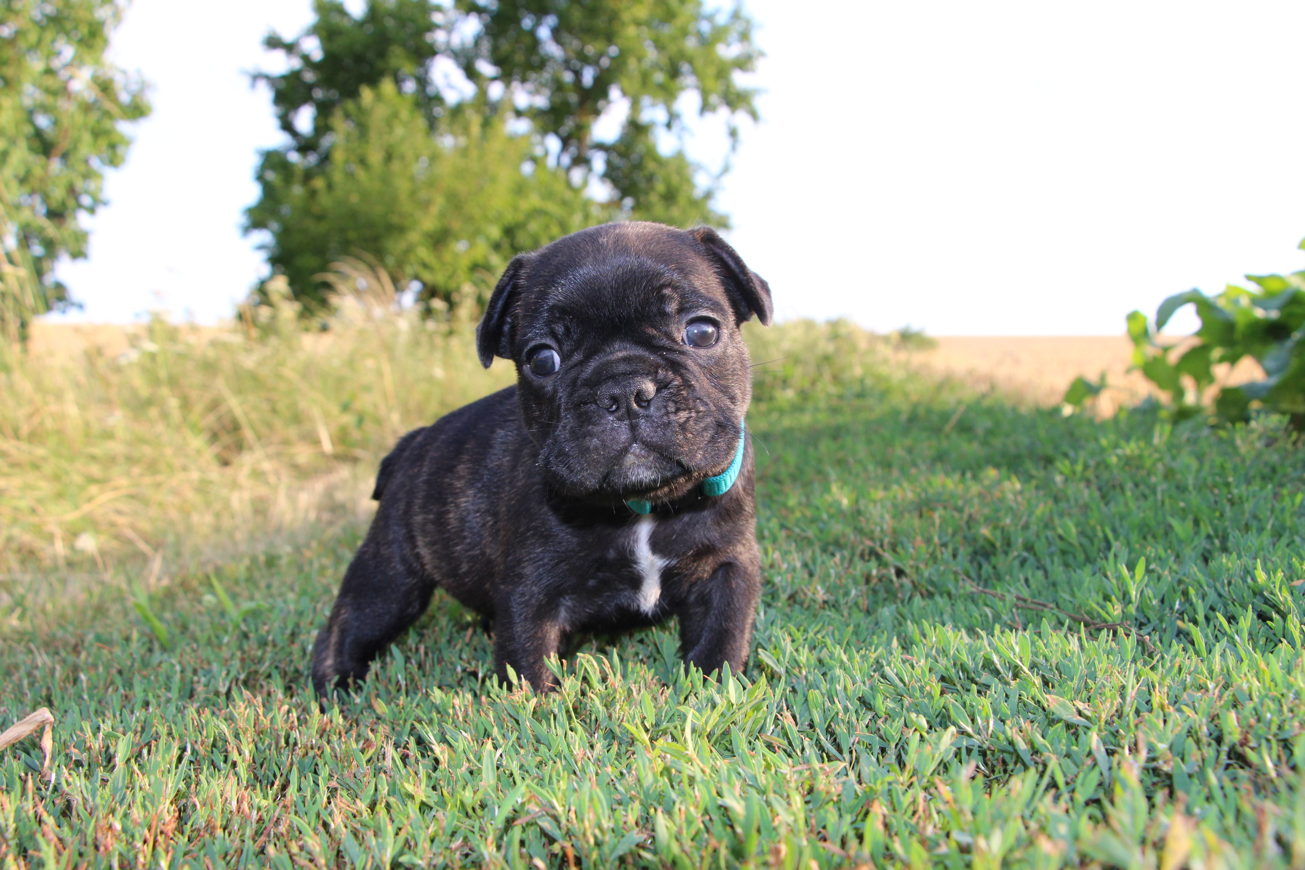 <svg class='blue'></svg> <b>Marrel</b> <svg class='blue'></svg>